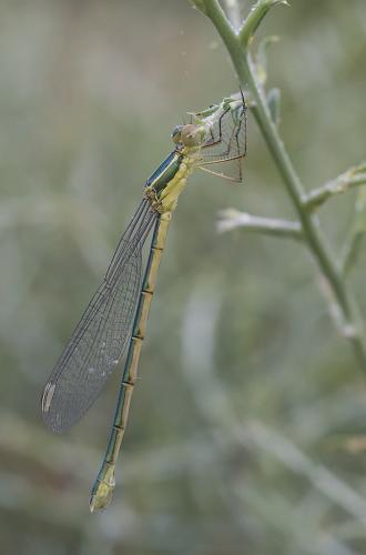 Réf. 256 682 : Lestes virens